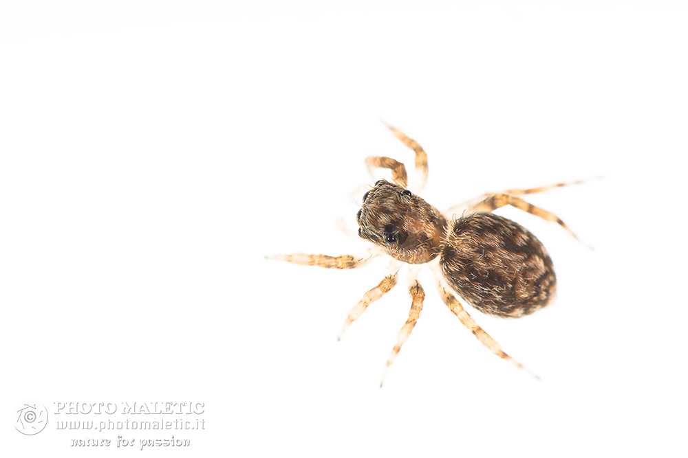 Pseudeuophrys cfr. lanigera, femmina